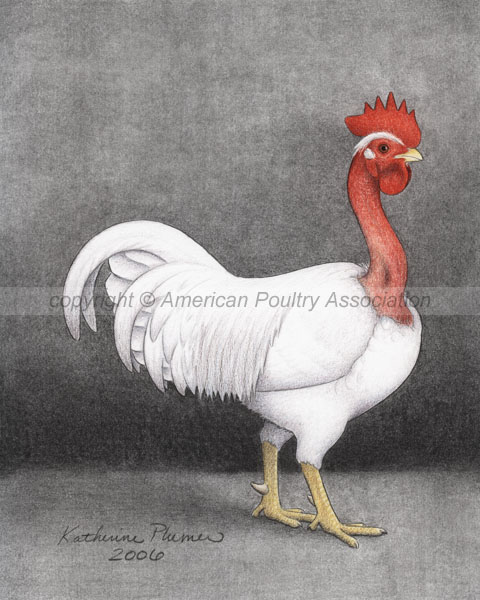 Bantam White Naked Necks Chicken Art Drawings 