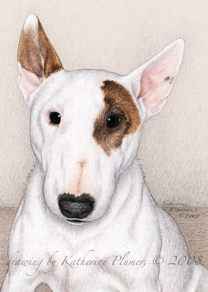 Miniature Bull Terrier Dog Drawing