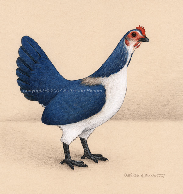 Old English Bantam hen art drawing