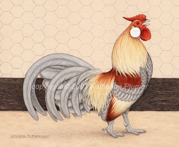 Rosecomb Chicken art drawing