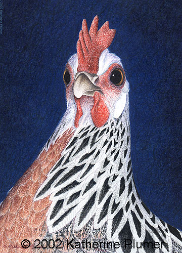 Silver Phoenix hen drawing