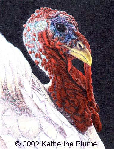 white turkey art drawing