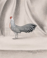 Silver Phoenix Chicken Art Drawing